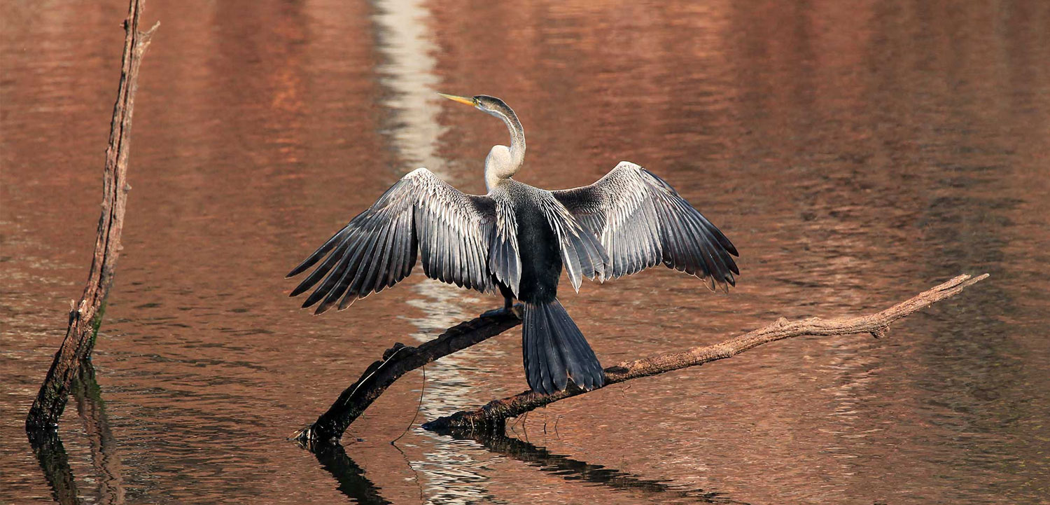 Chhari Dhand Wetland Reserve