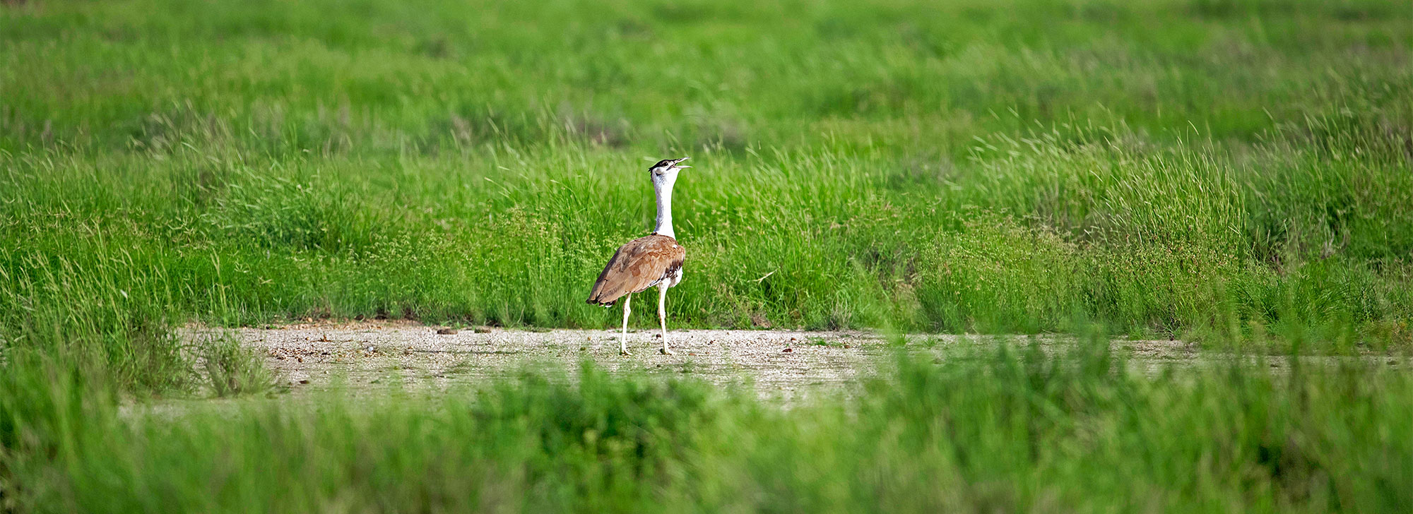 The Great Indian Bustard Sanctuary