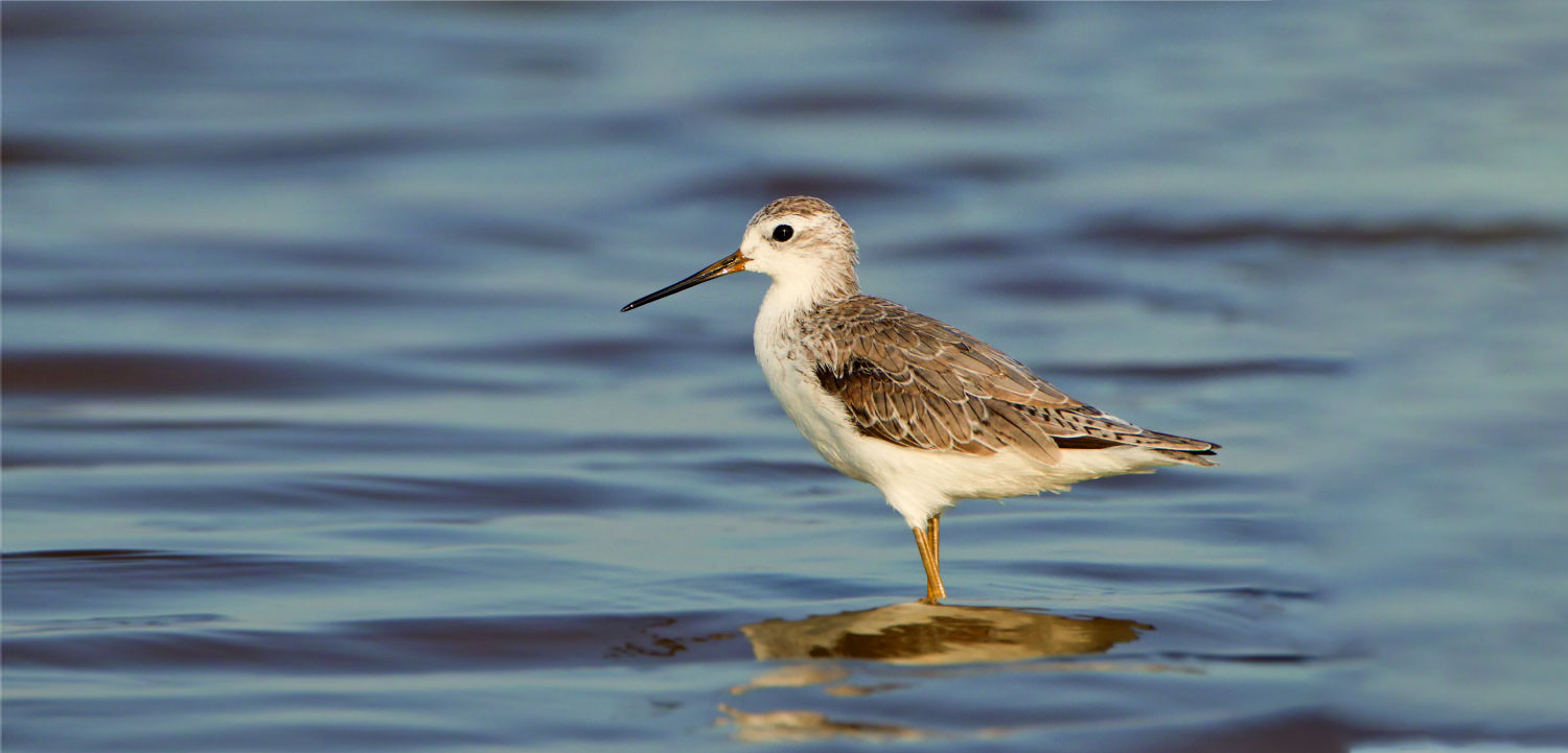 Nalsarovar Bird Sanctuary