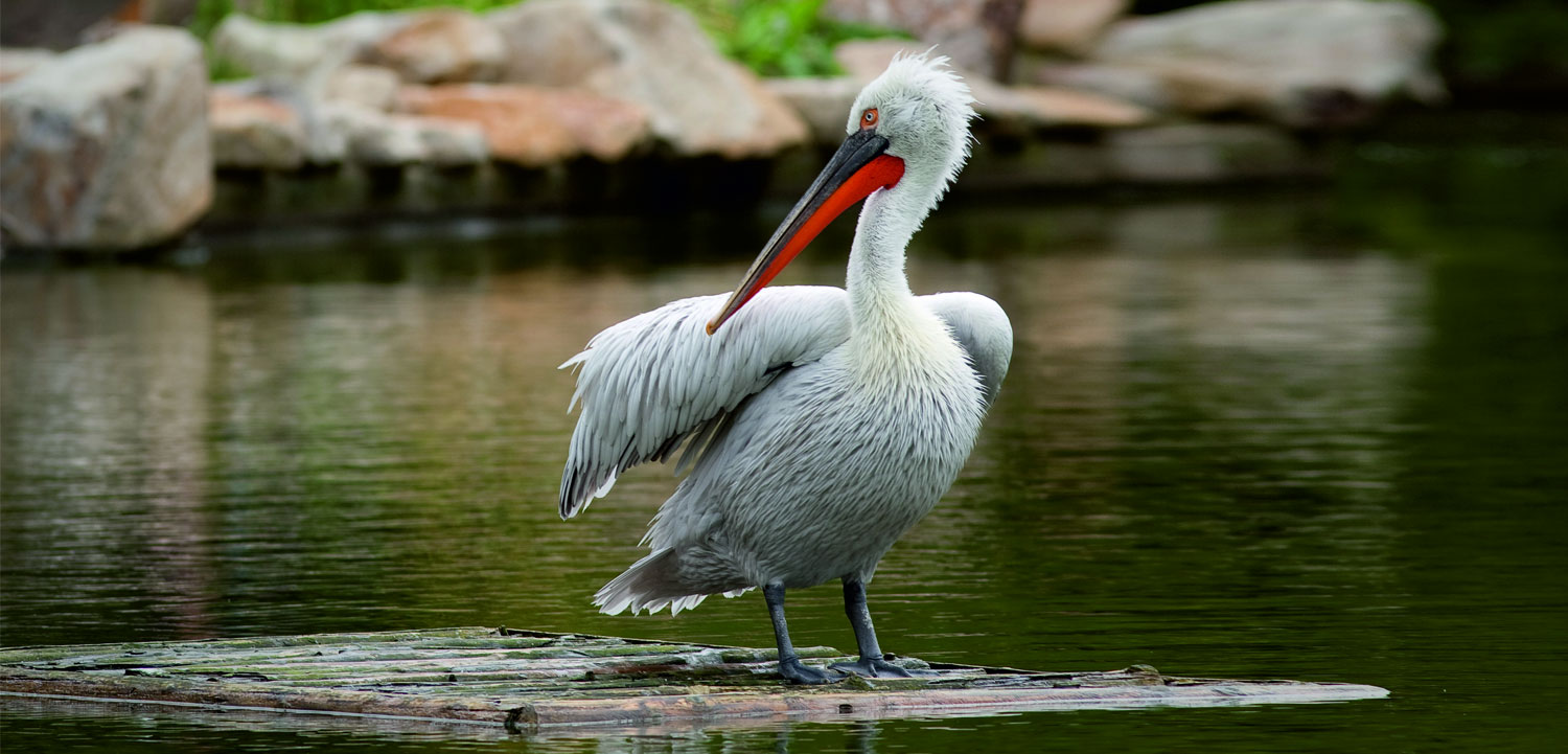 Nalsarovar Bird Sanctuary