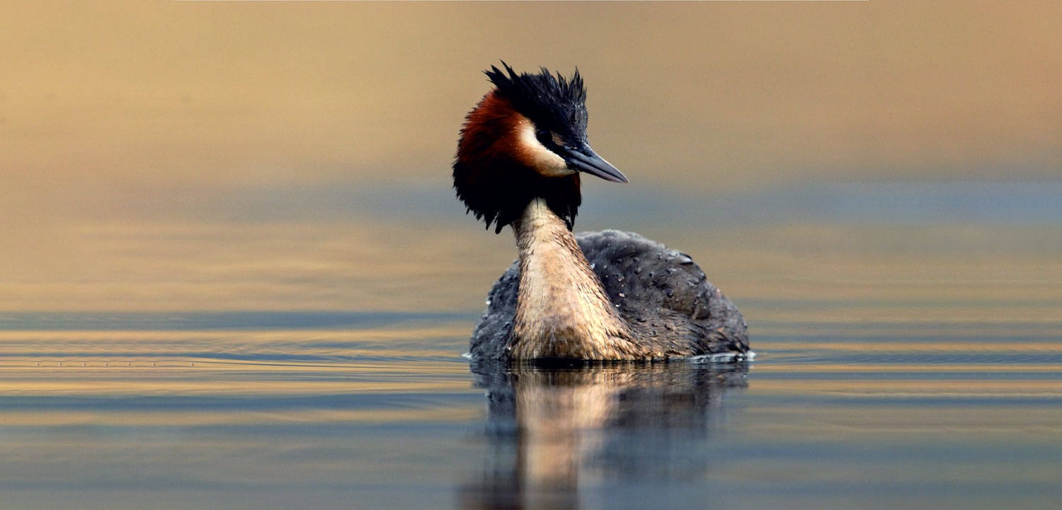 Porbandar Bird Sanctuary