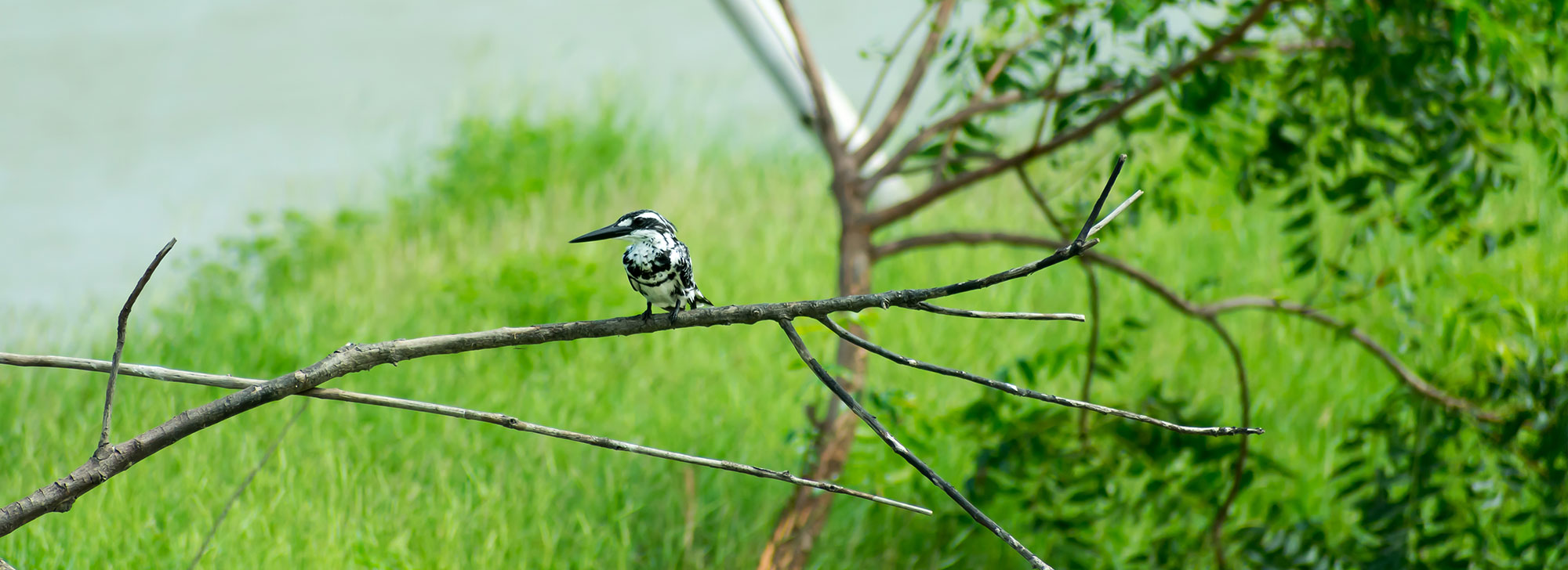 Porbandar Bird Sanctuary