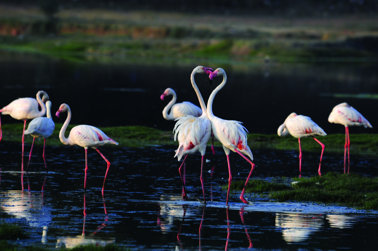 Bird Watching in Gujarat Nesting in Paradise!!