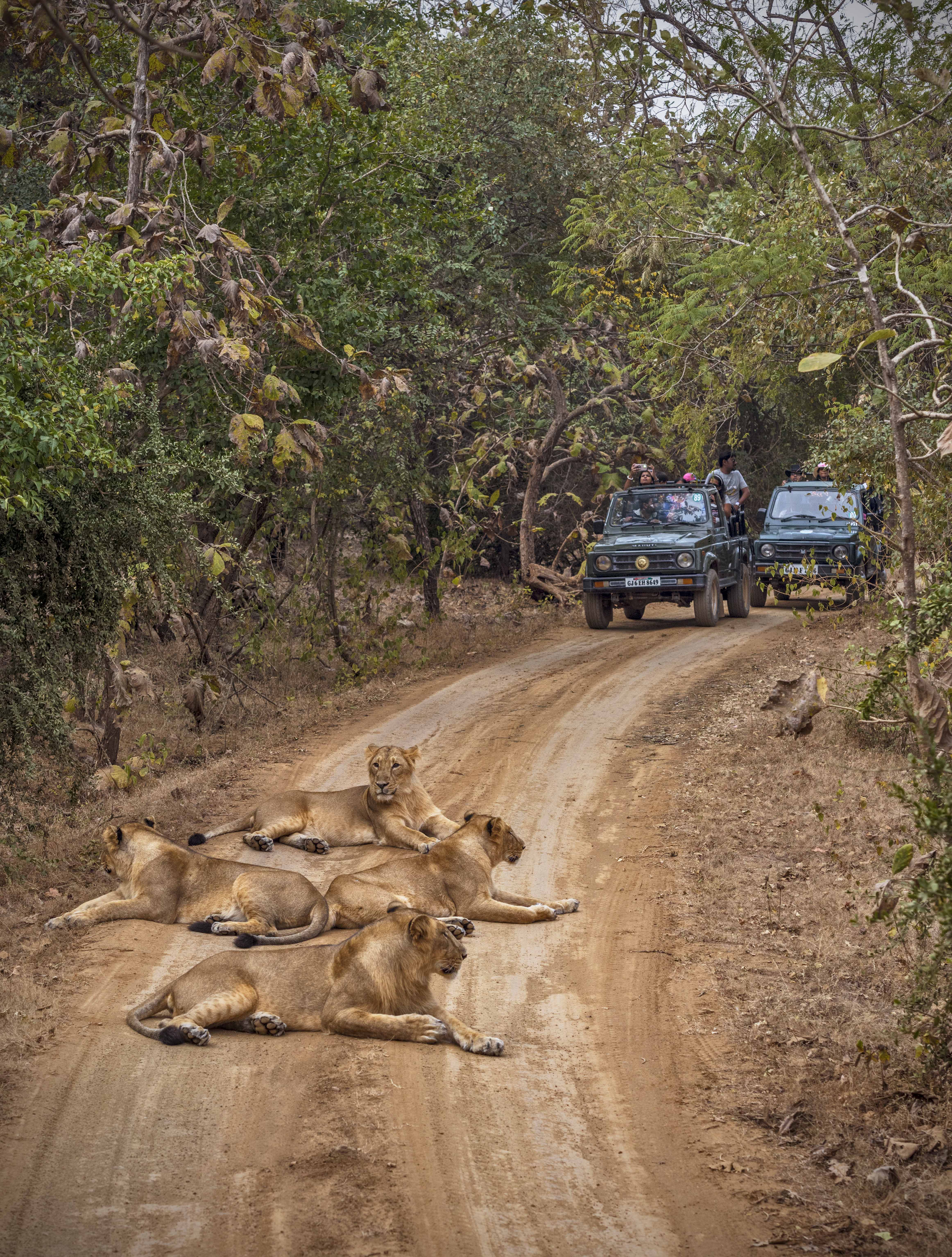 Gir-National-Park