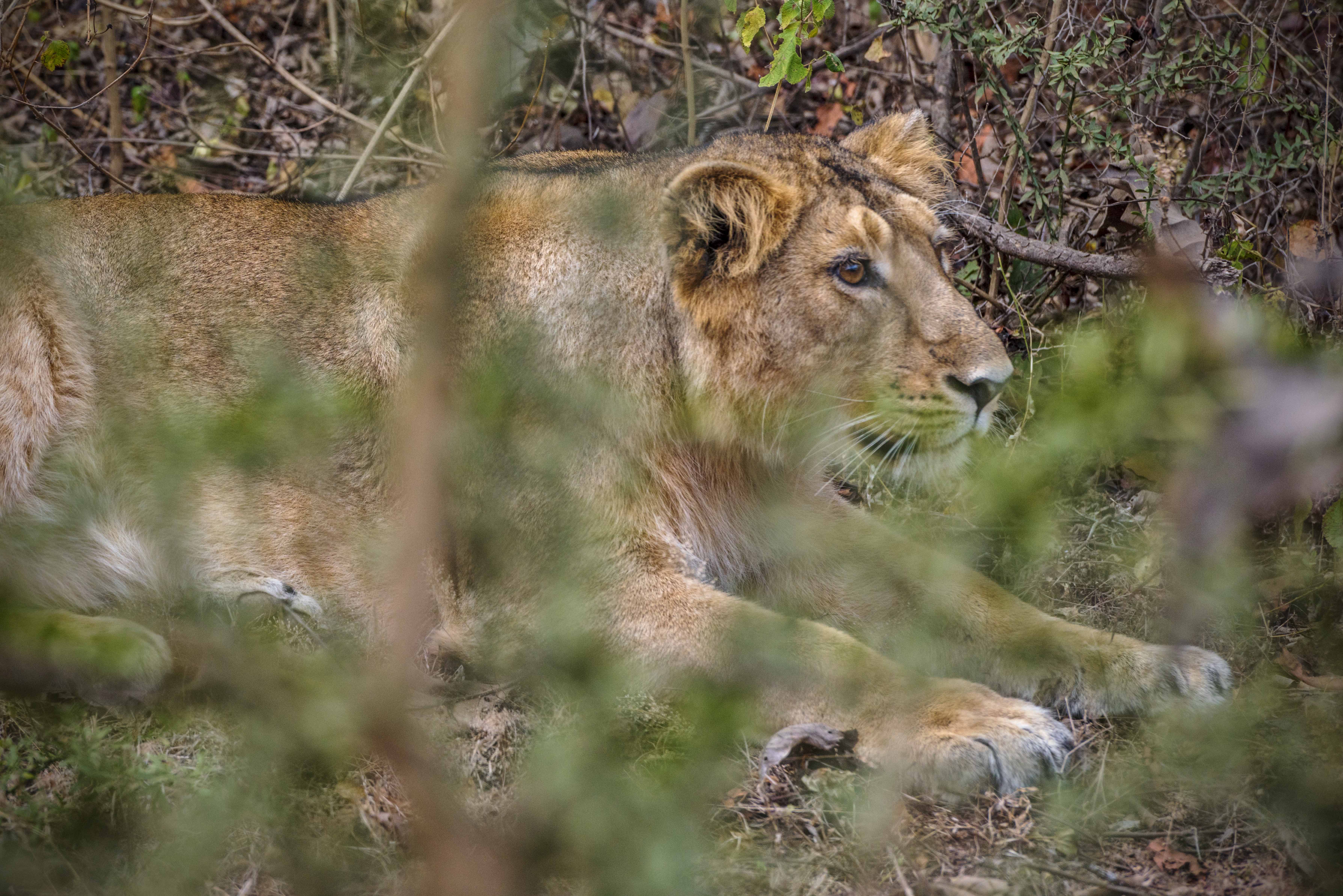 Gir National Park