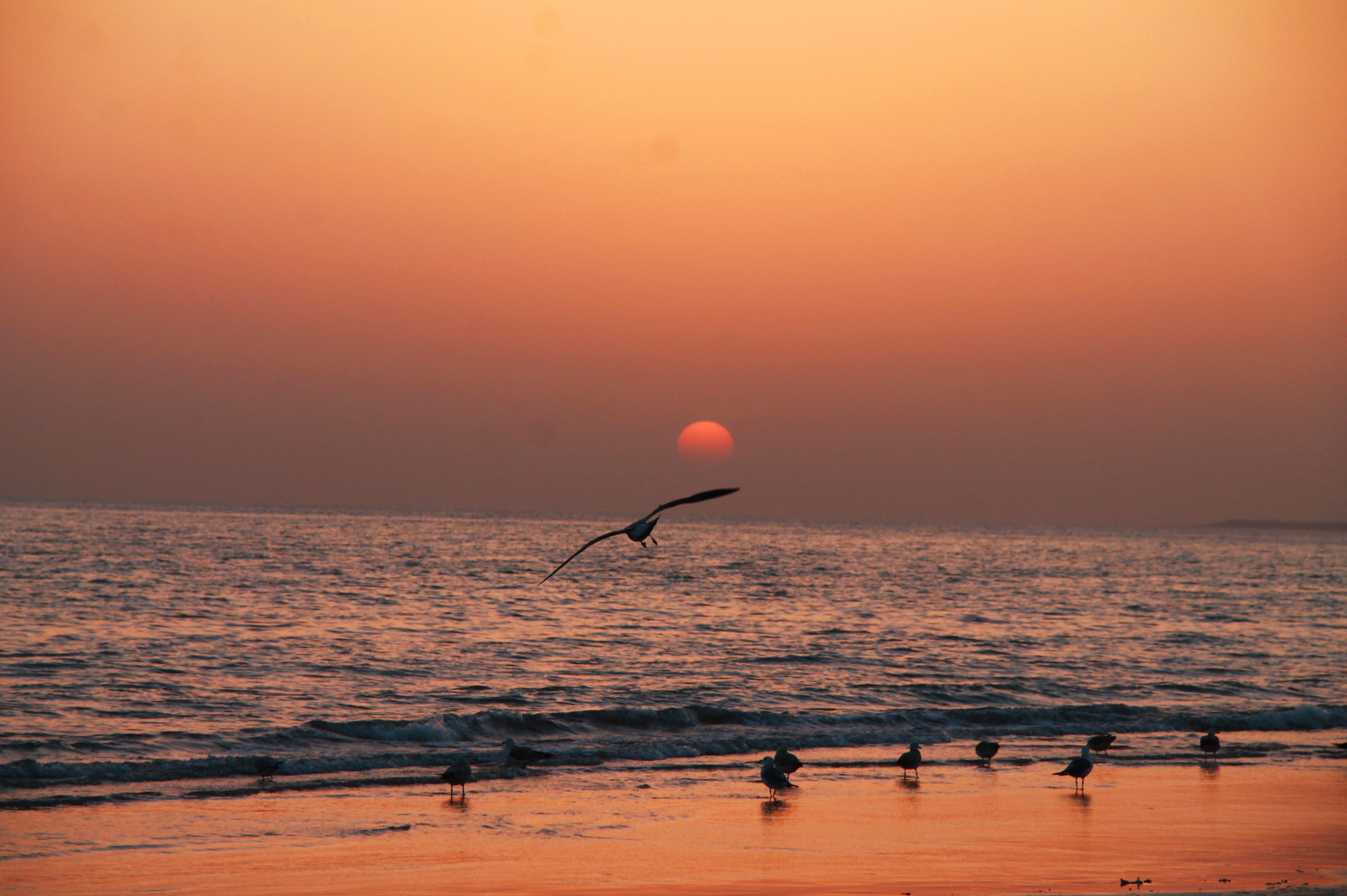 Mandvi beach festival