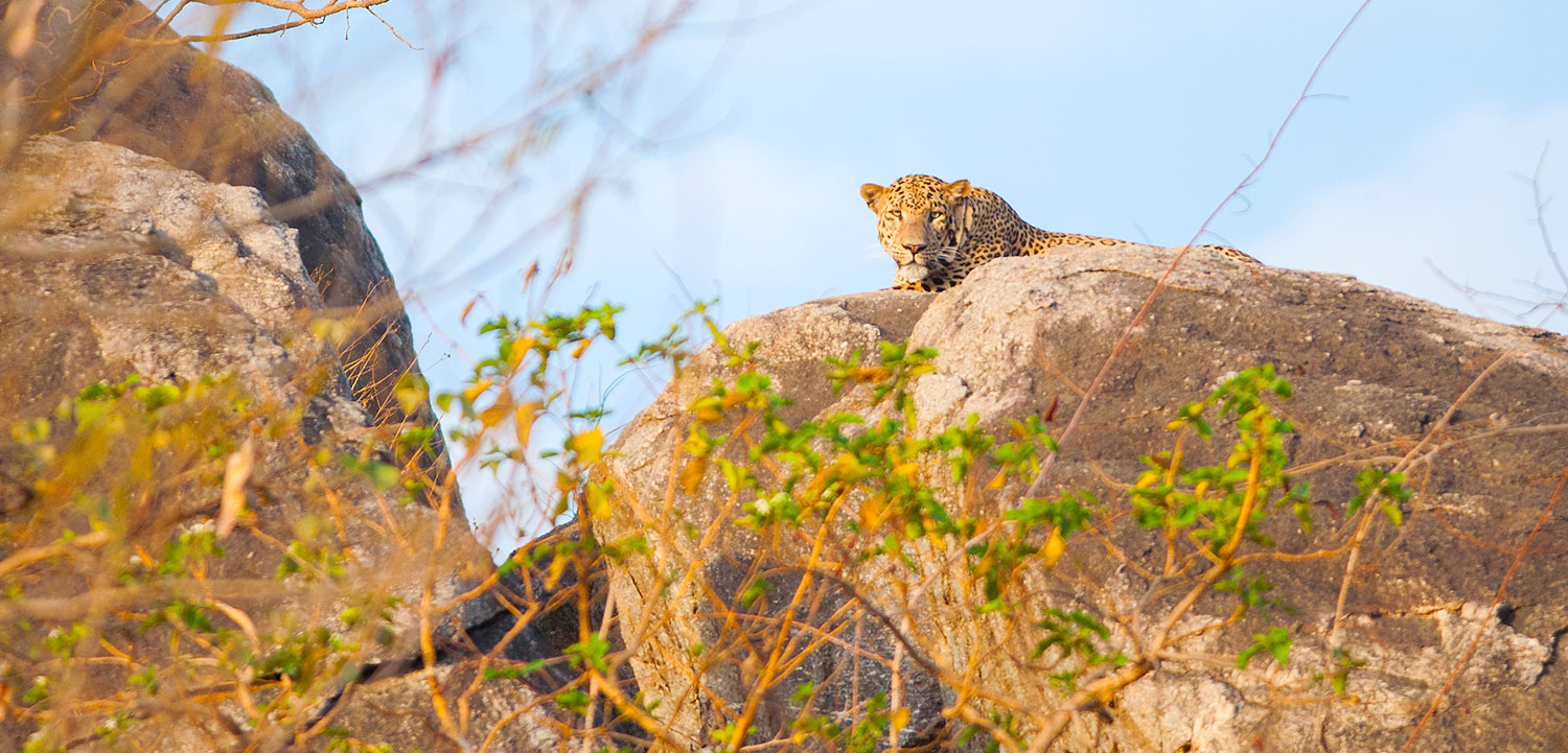 /content/dam/gujrattourism/images/flora--fauna/balaram-ambaji-wildlife-sanctuary-/Balaram-Ambaji-Wildlife-Sanctuary-Thumbnail.jpg