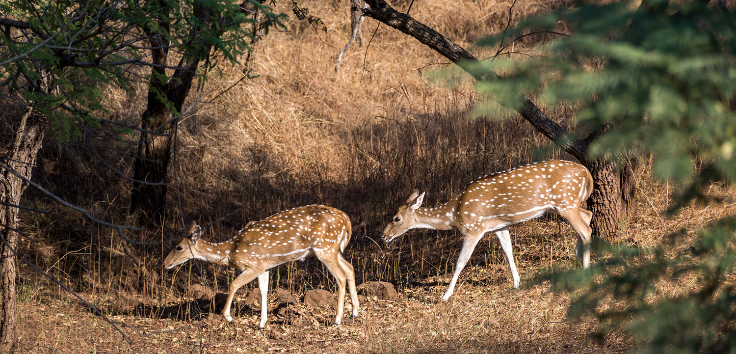 Barda Hills Wildlife Sanctuary