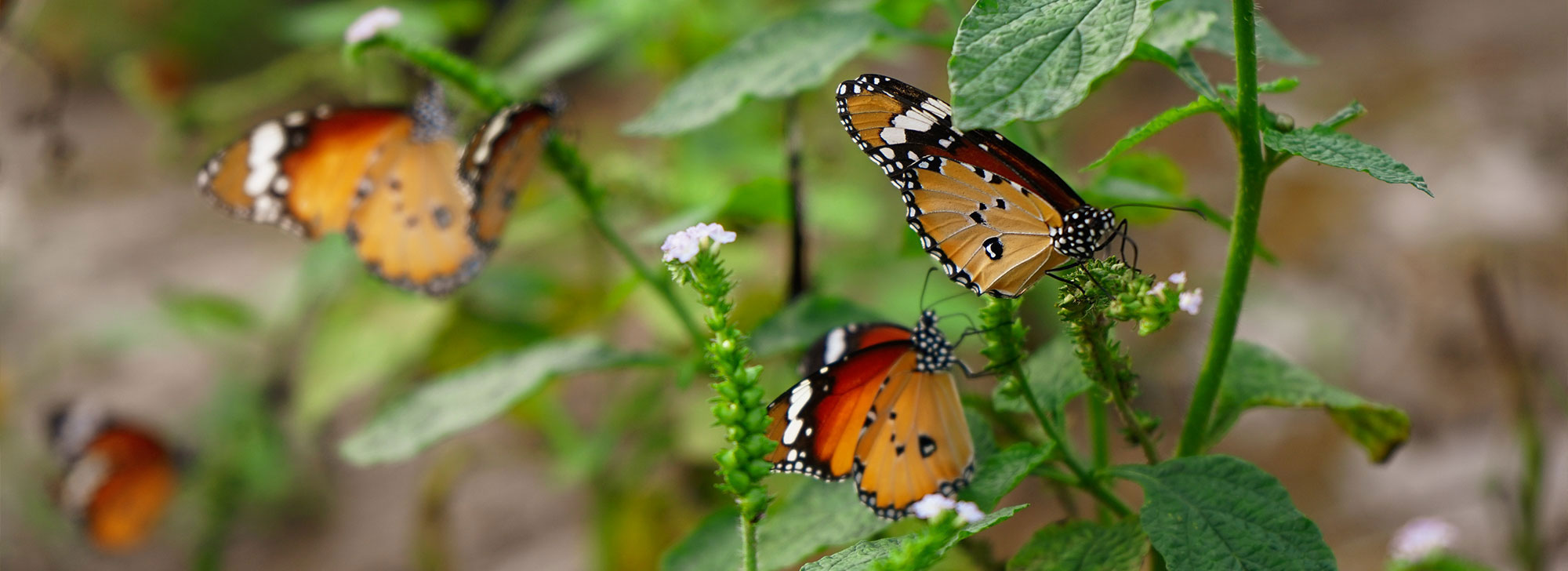 Butterfly Garden