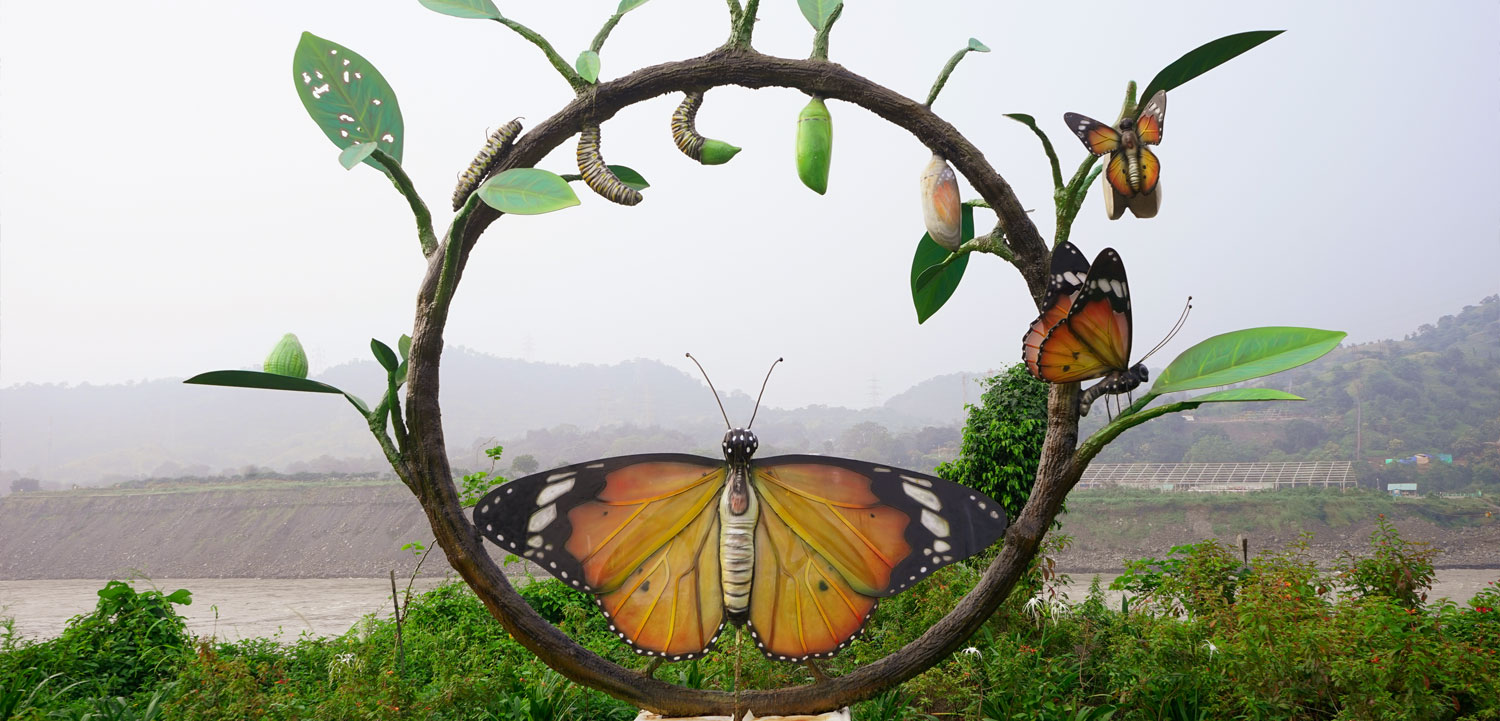 Butterfly Garden