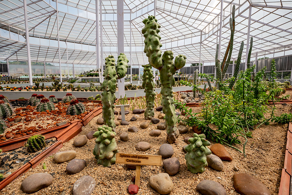 CACTUS GARDEN