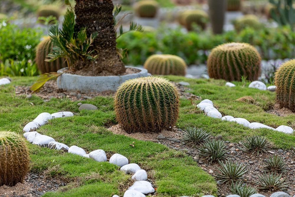 CACTUS GARDEN