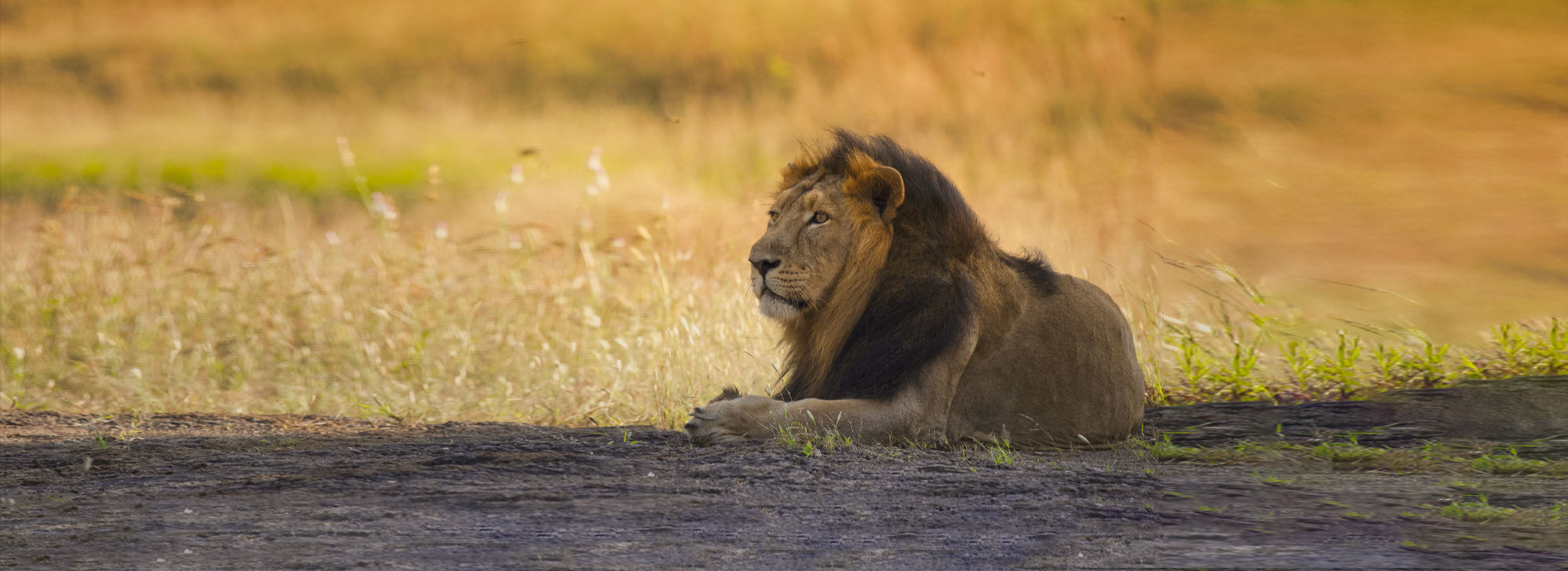 Devalia Safari Park