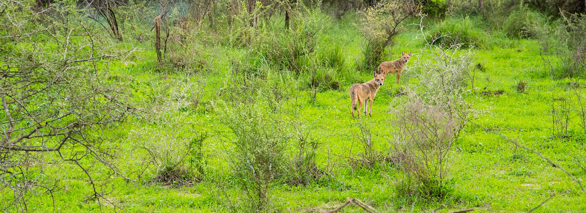 gaga-wildlife-sanctuary