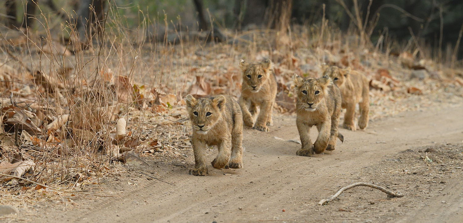 Gir national park