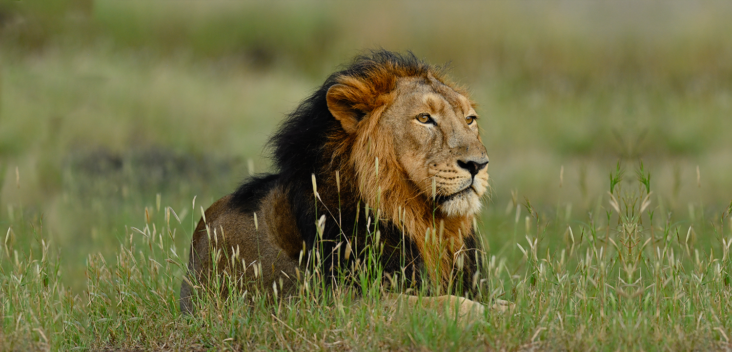 Lion in Gir Forest National Park India | HD Wallpapers
