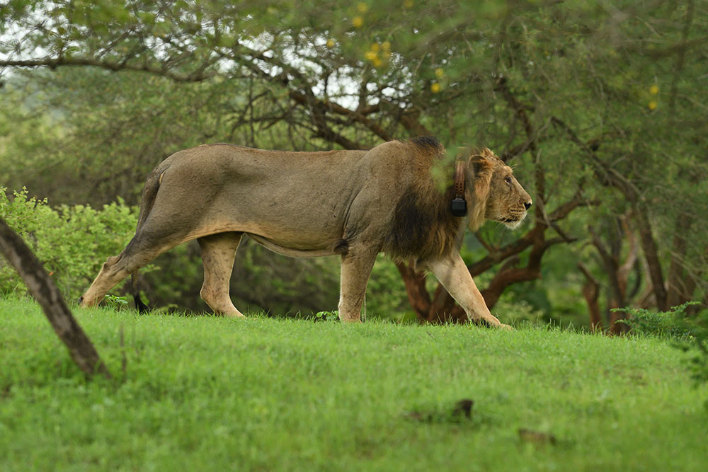 Gir national park