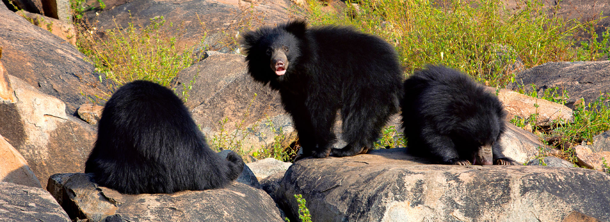 Jessore Sloth Bear Sanctuary