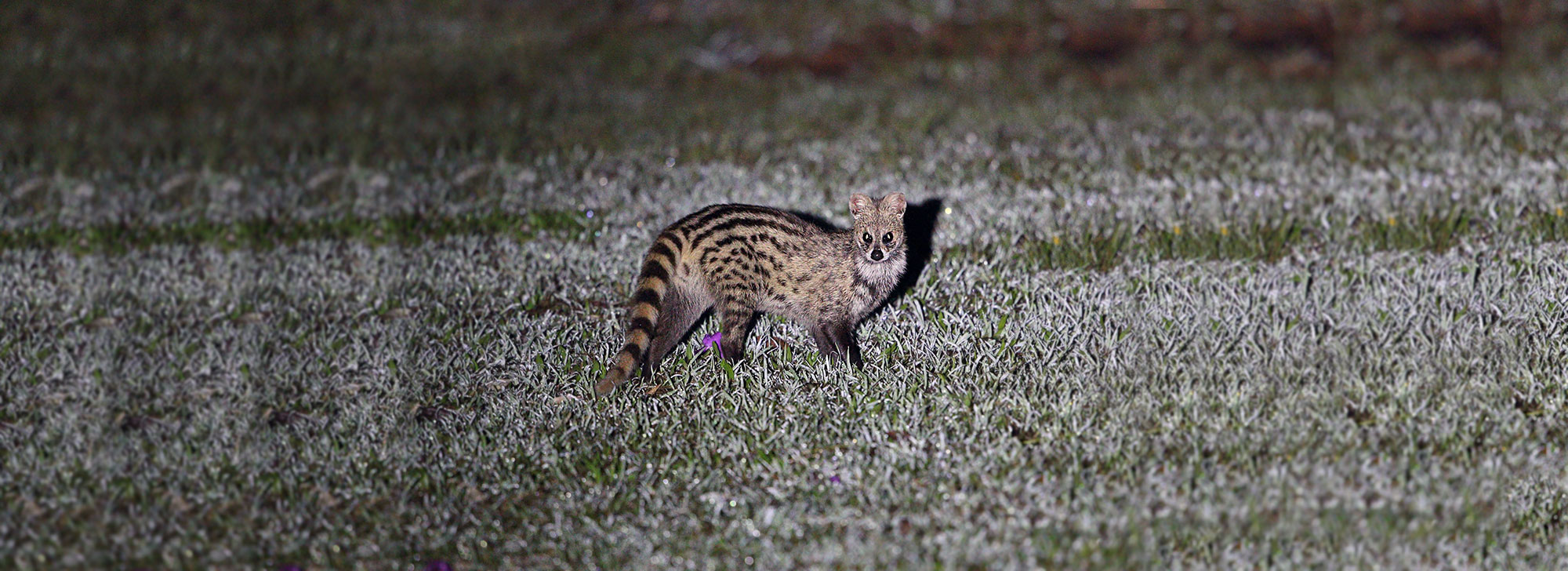 Shoolpaneshwar Wildlife Sanctuary