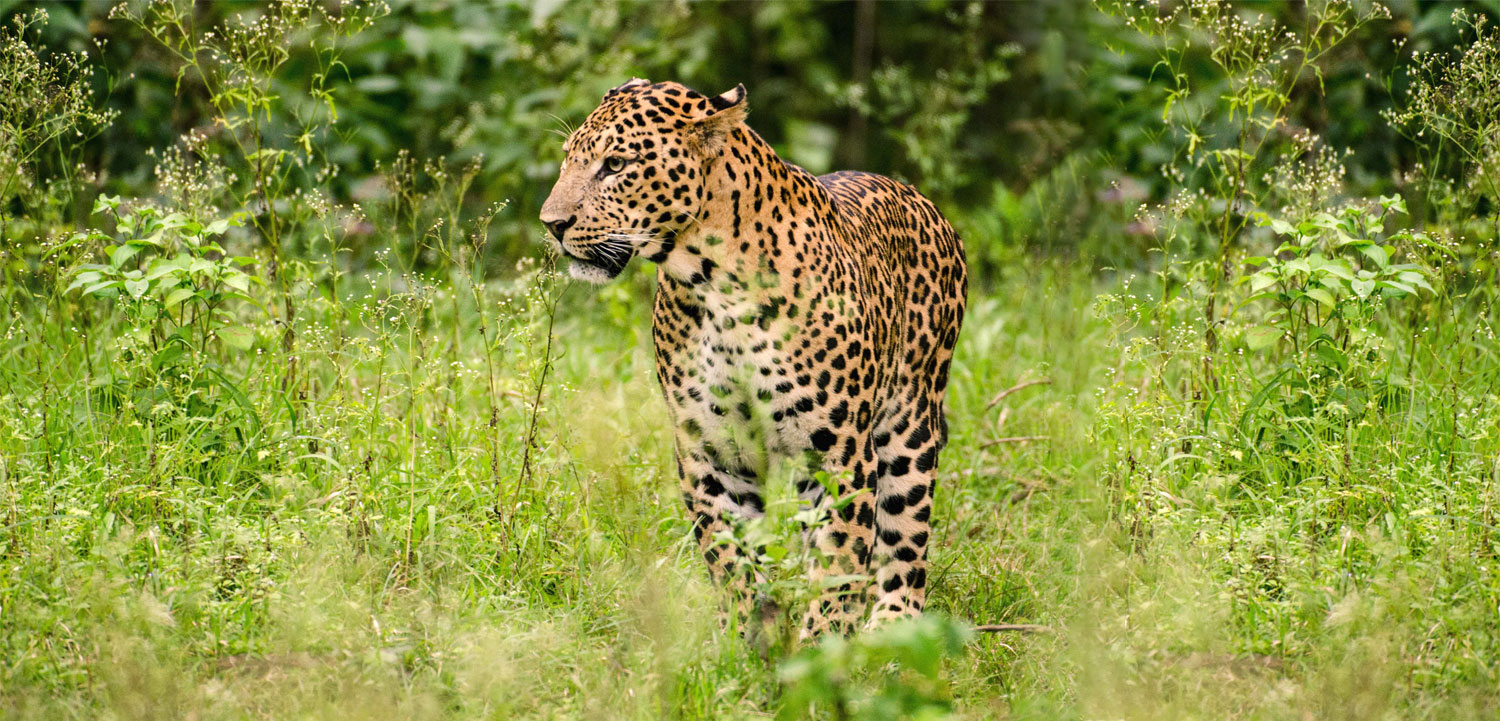 Shoolpaneshwar Wildlife Sanctuary