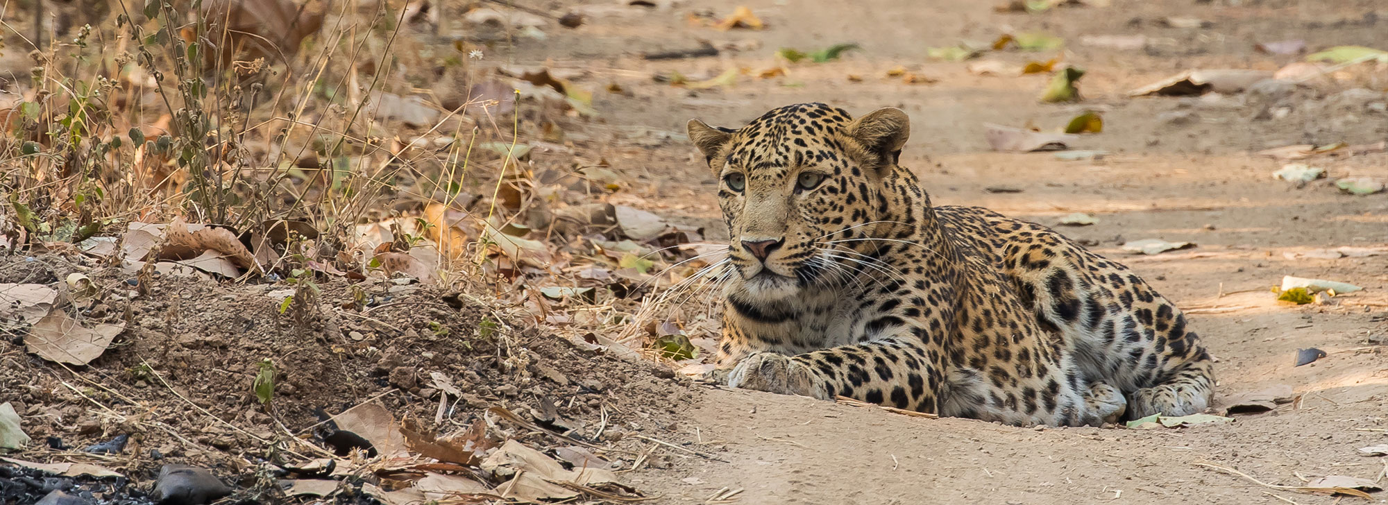 Vansda National Park