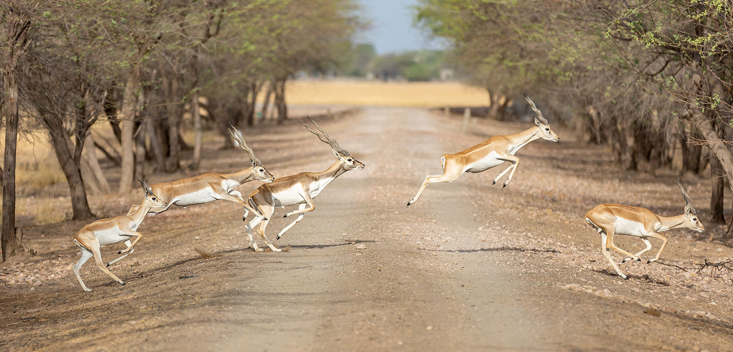 black buck park