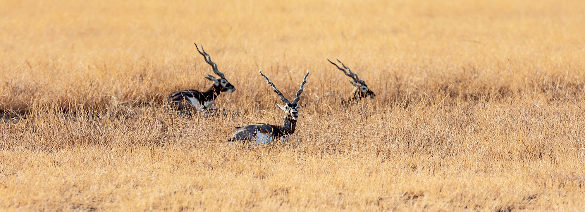 Velavadar Blackbuck National Park