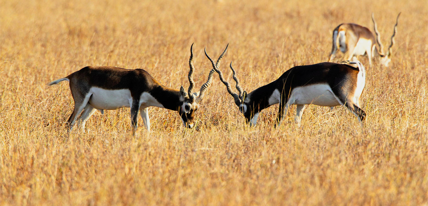 sasan gir safari location