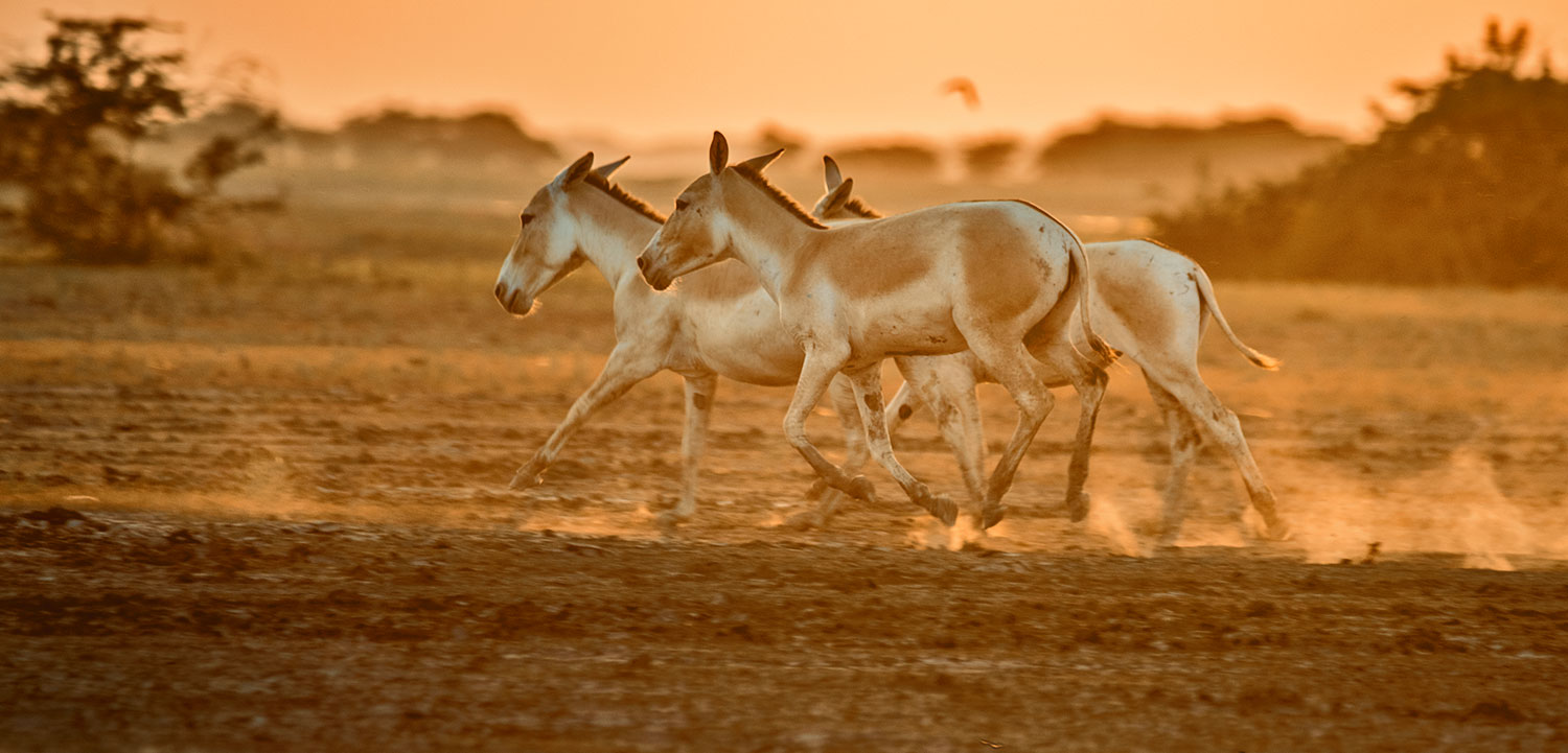 Little Rann of Kutch