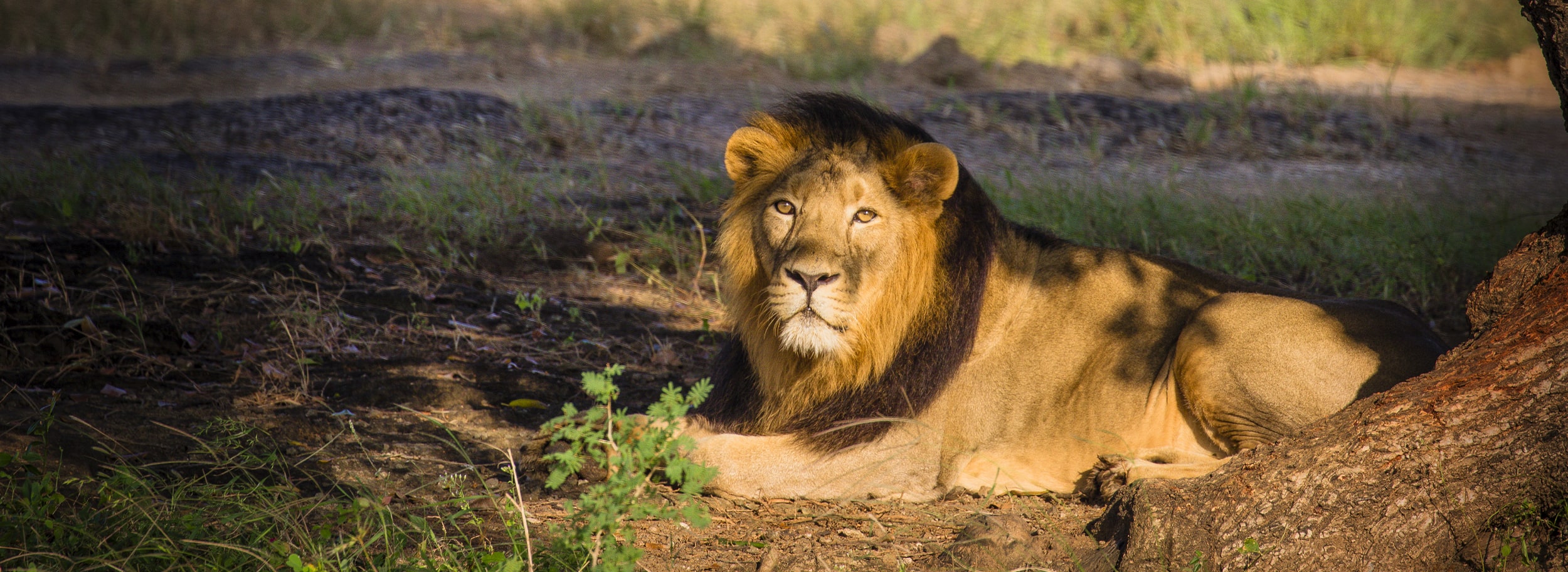 Gir National Park