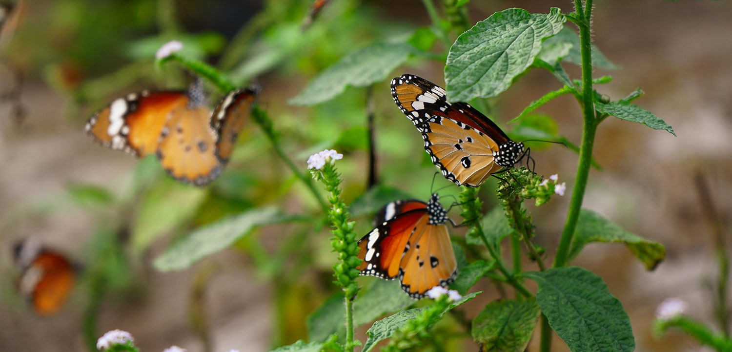 Butterfly Garden