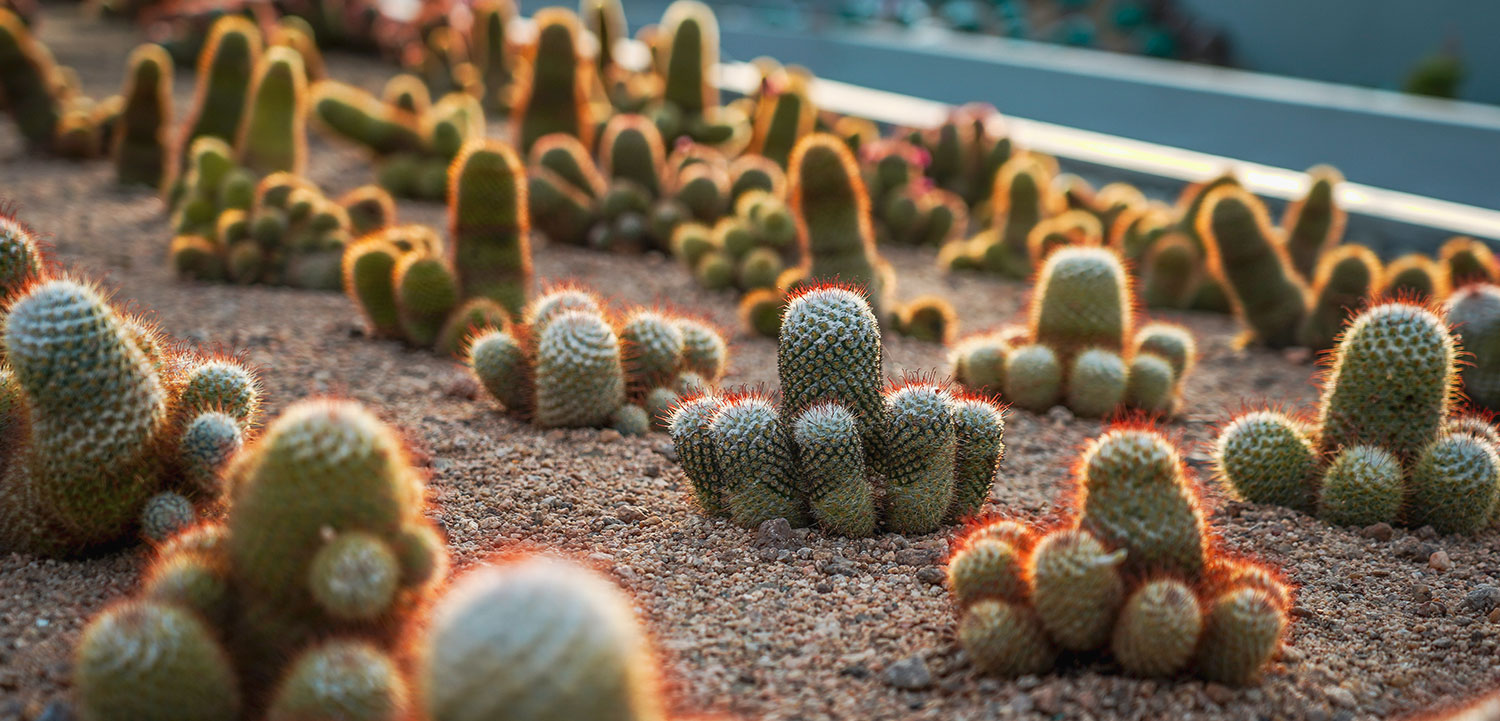 Cactus Garden