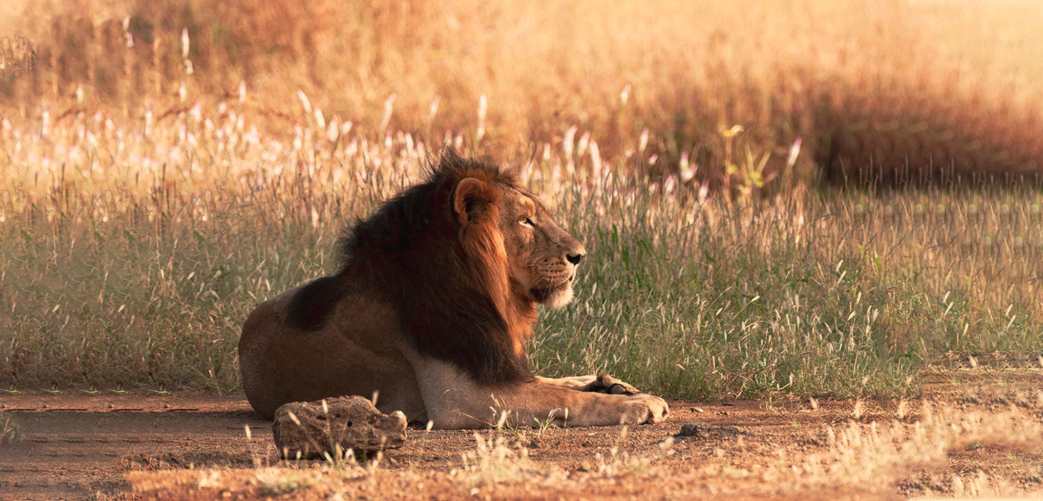 ambardi safari park