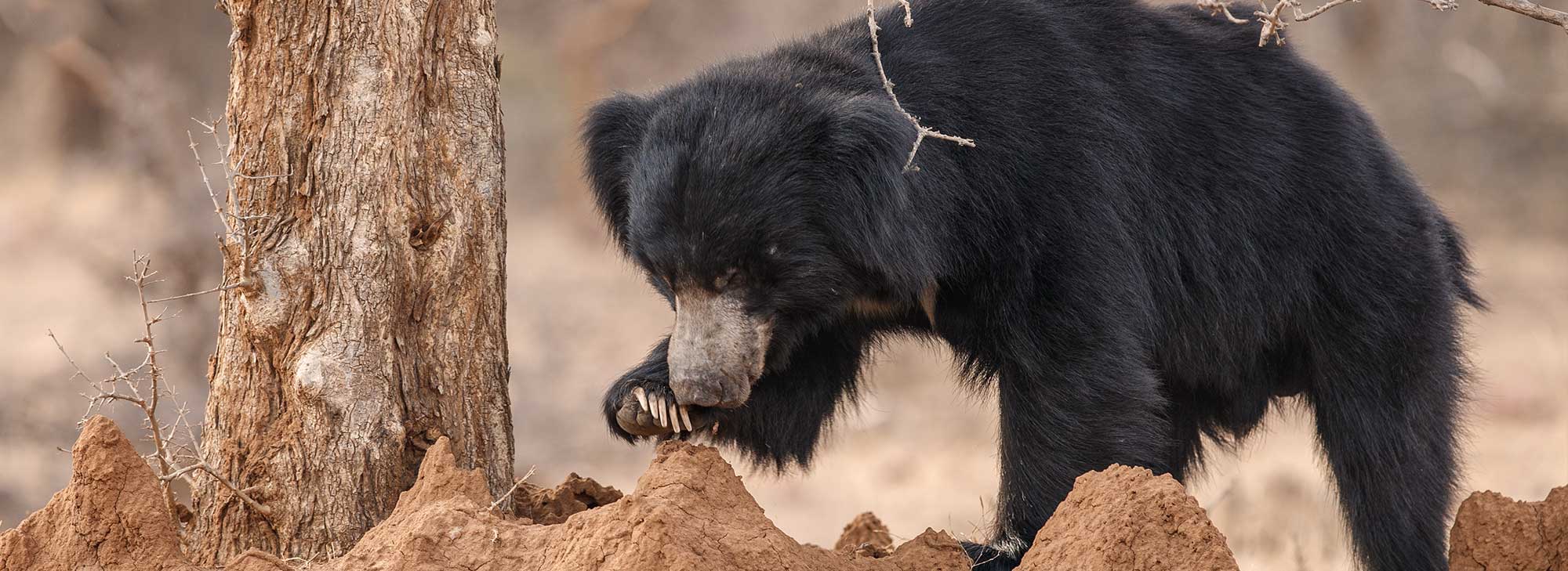 Ratanmahal-Sloth-Bear-Sanctuary