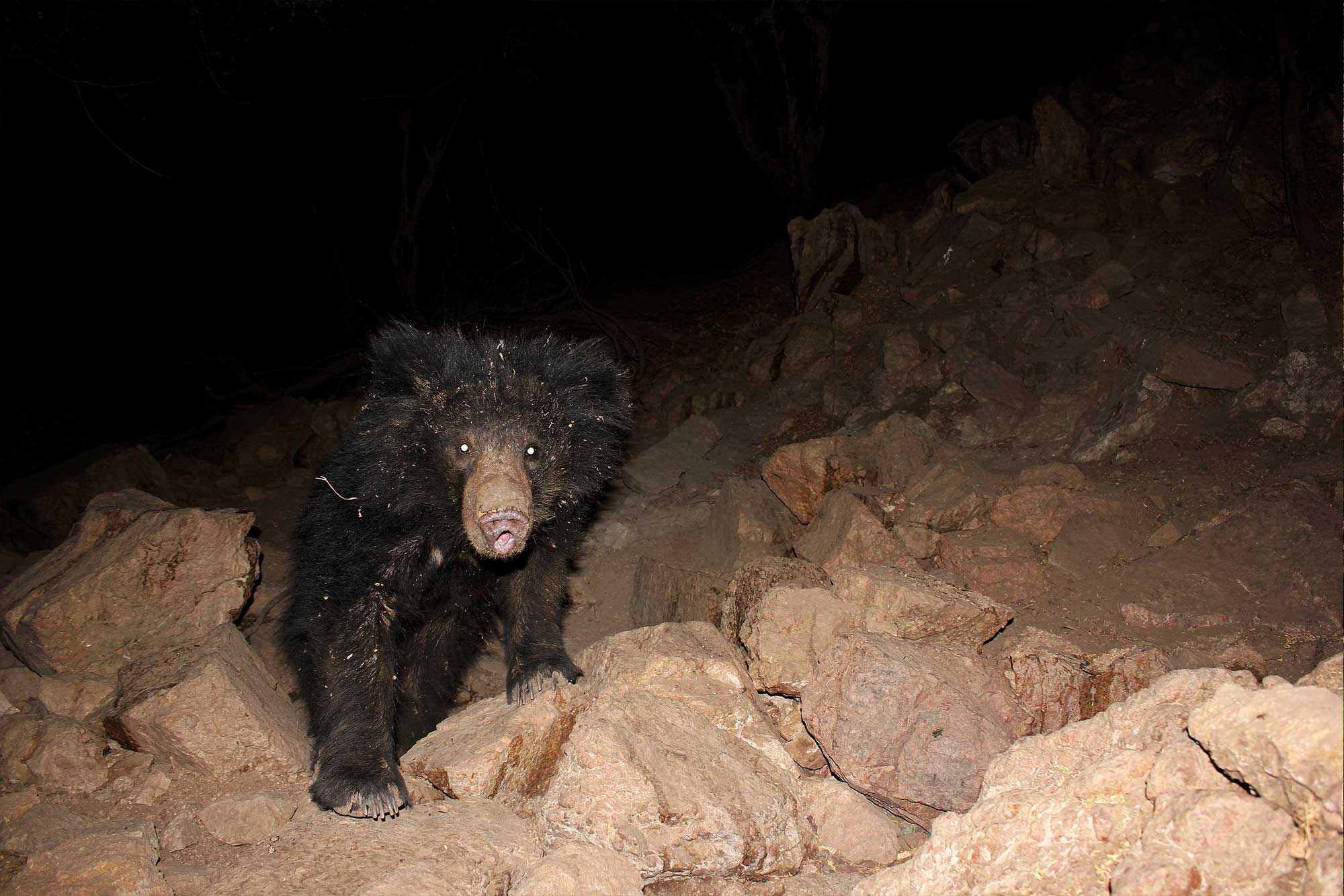 ratanmahal-sloth-bear-sanctuary