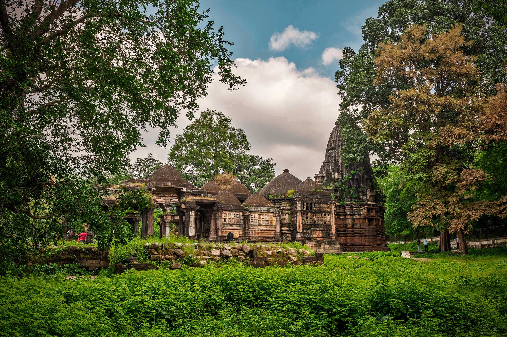Polo Forest