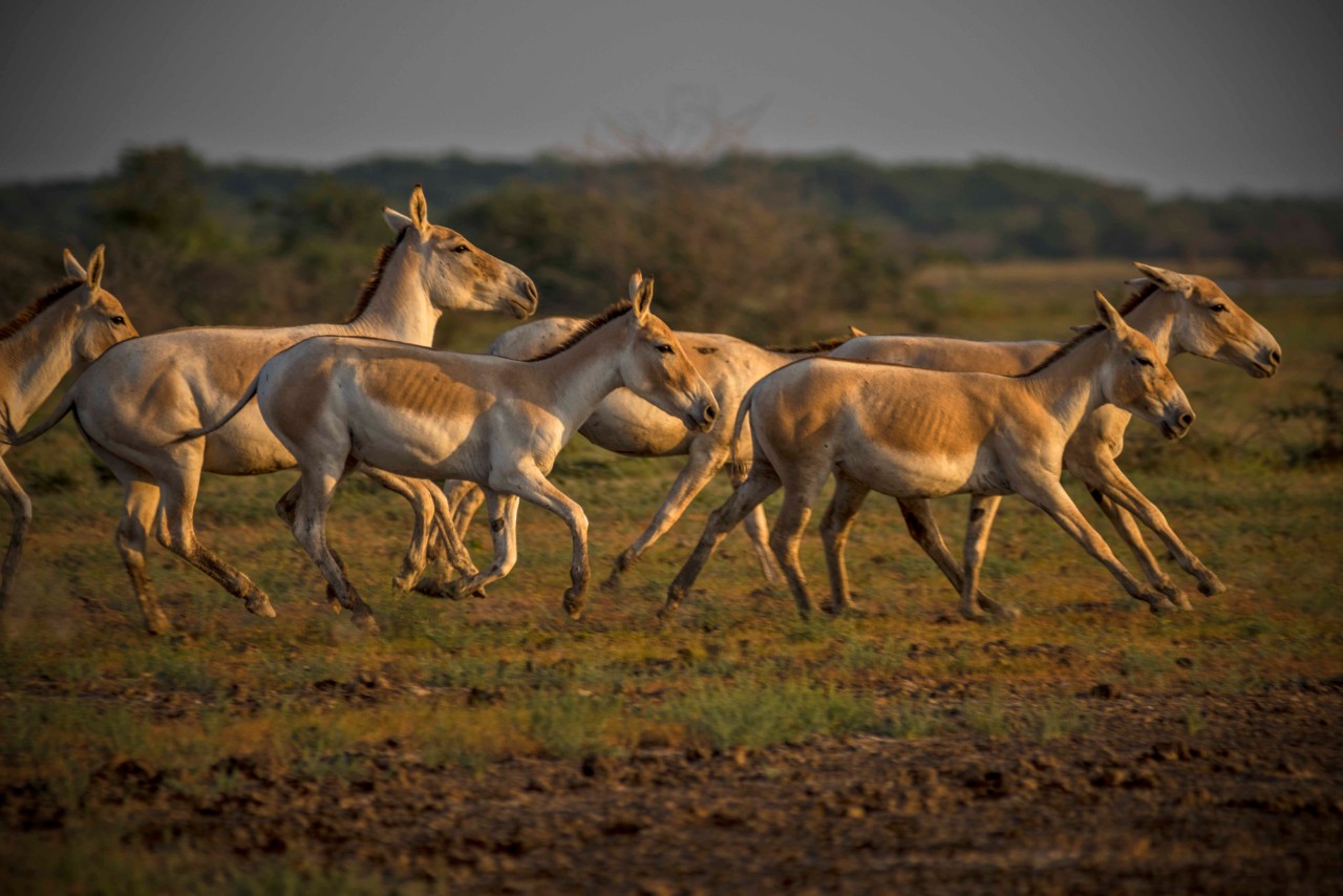 Mesmerising-North-Gujarat-Rajasthan