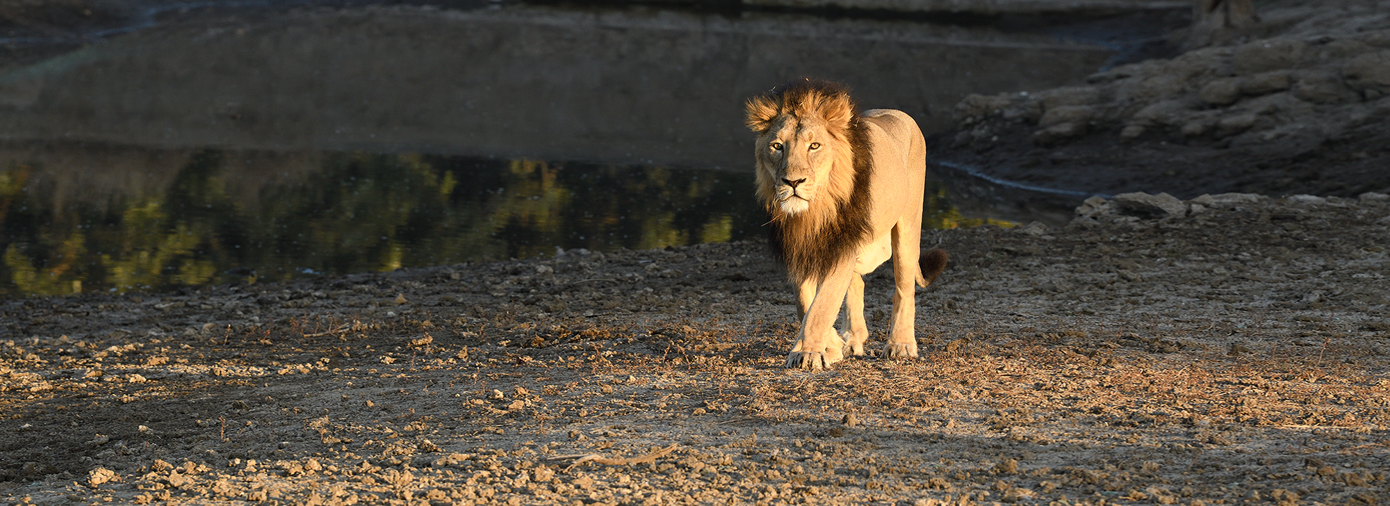 Gir National Park